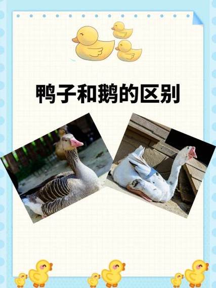 杀鸭子鹅笑话