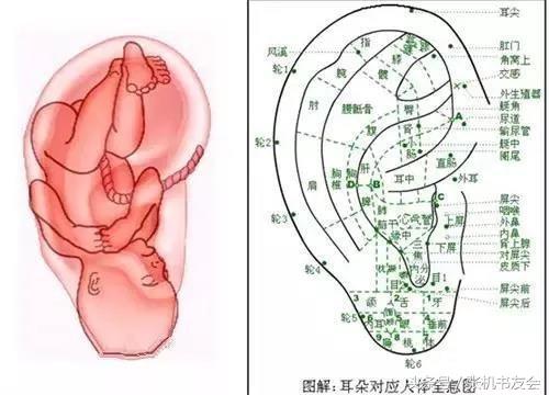 各种耳朵图片解说截图