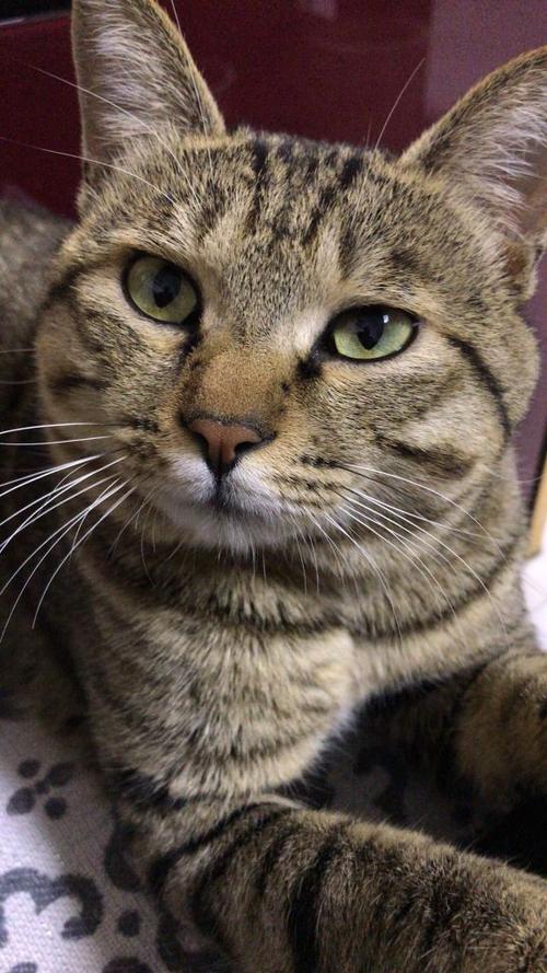 猫咪成长记红包版土猫缩略图