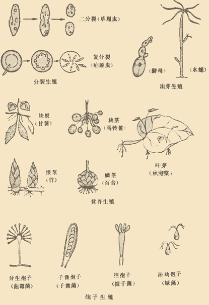 无性繁殖对动物有益吗