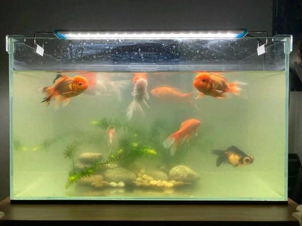 鱼缸水浑怎么办