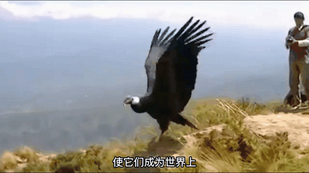 完成神鹰大拔三个任务