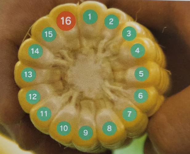 玉米粒打一个数字