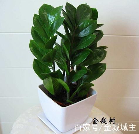 幸运金钱树赚真假