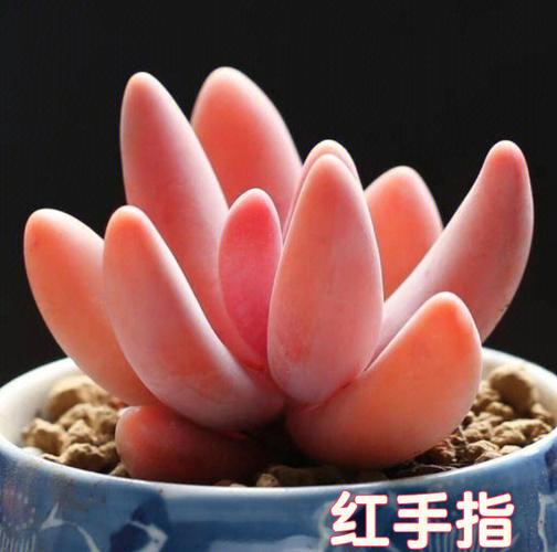 红云红手指