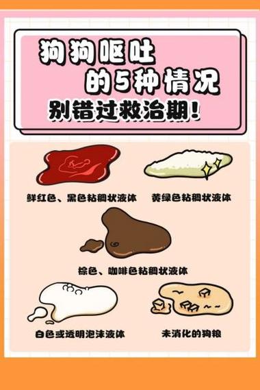 泰迪呕吐最快解决方法