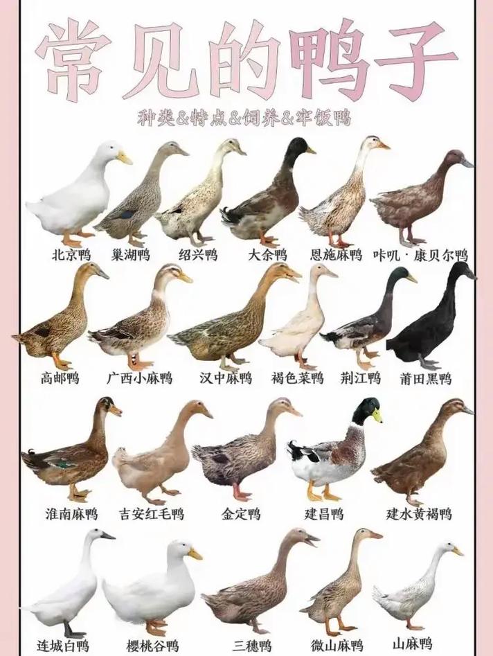 鸭跟鹅的区别