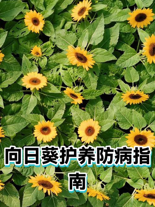 向日葵远程防休眠状态缩略图