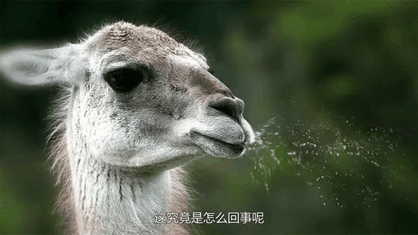吐口水的表情包动态