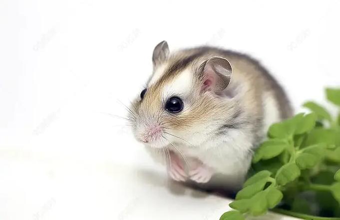 仓鼠不小心摔地上会不会有事