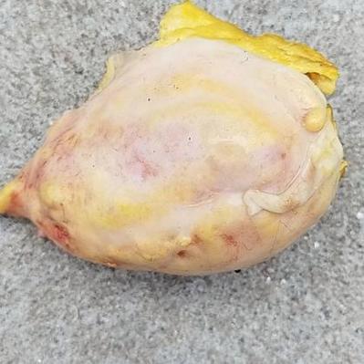 仓鹅宝