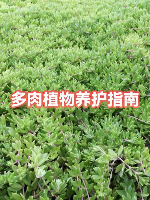 多肉能用普通泥土养吗