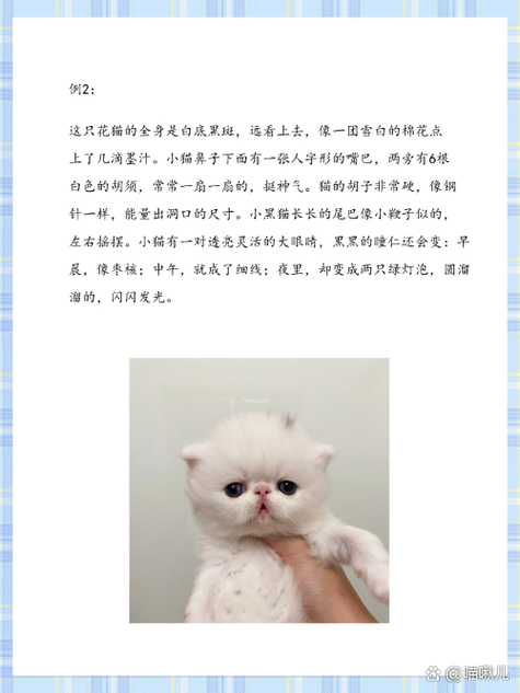 猫咪的特点