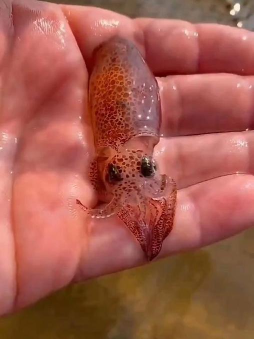 海兔视频