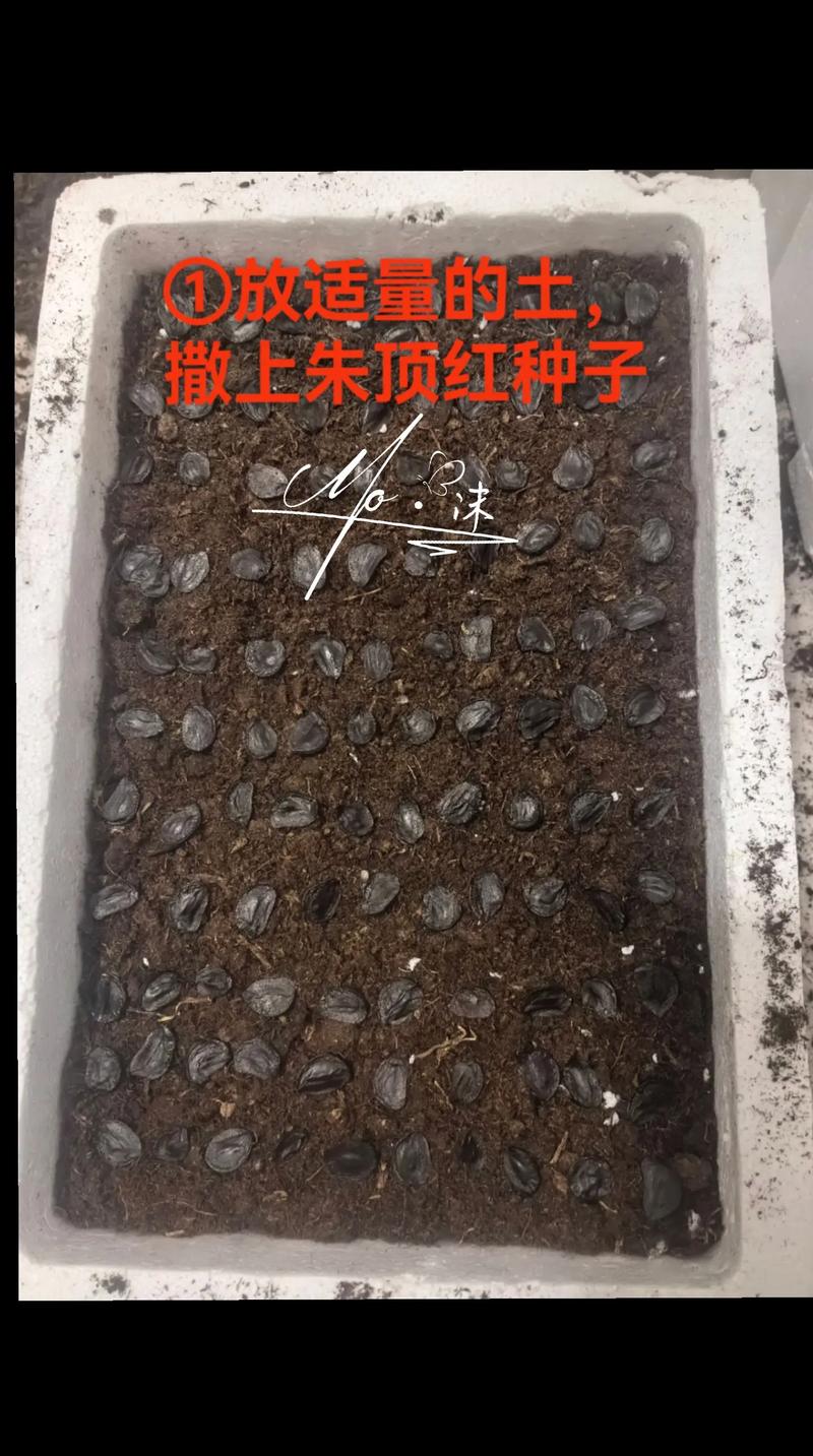 朱顶红籽采下就种行吗