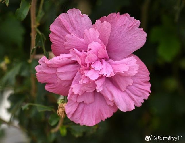 粉红色中间带个相机是什么app