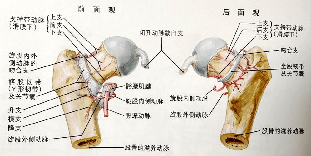 转子间骨折多久下床截图