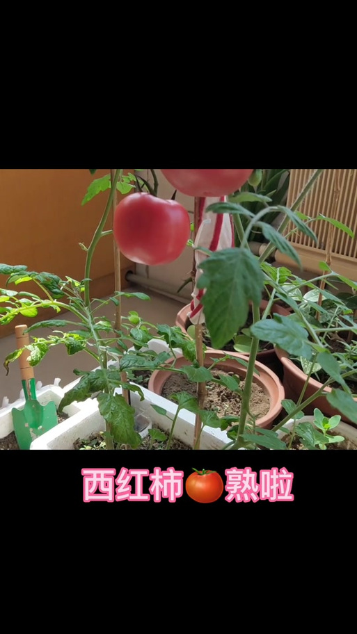 西红柿暗示什么意思