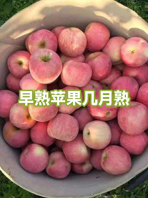 苹果2020上市准确时间