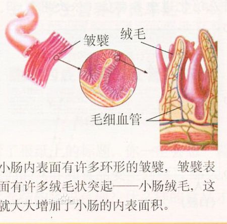 肠子txt百度网盘