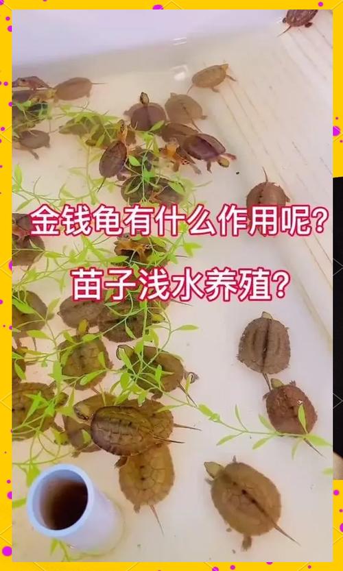 动物的价值截图