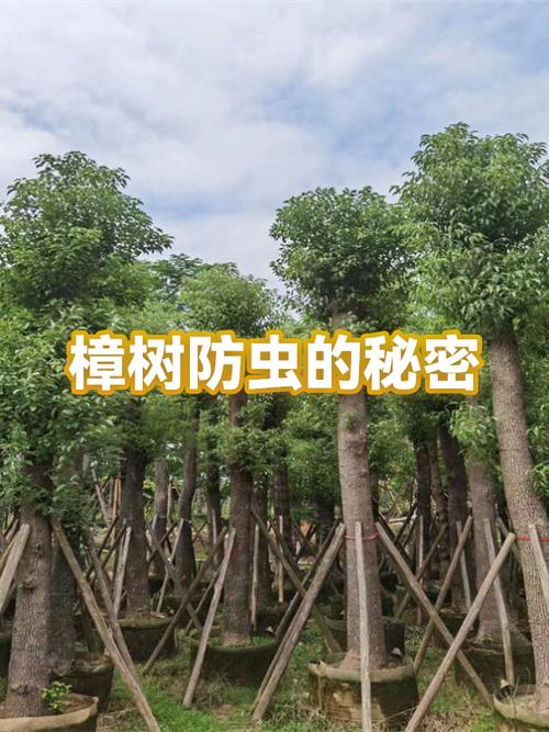 樟木最不值钱的颜色