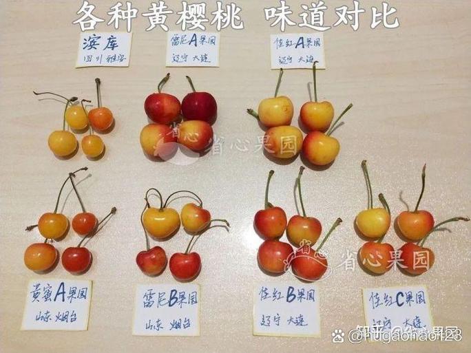 樱桃和大樱桃的区别