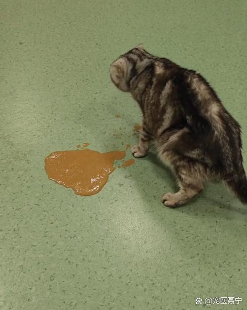 什么原因引起猫瘟