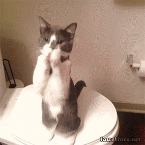 全网最火的猫咪表情包动态图