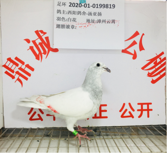 诚鼎公棚重要公告