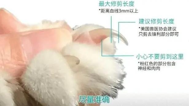猫咪指甲多久剪一次