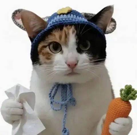 搞笑梗图猫meme