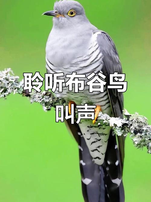 农村常见鸟叫声50种