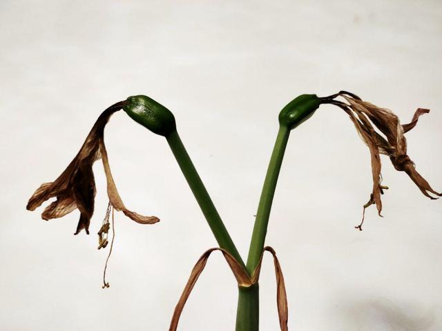 朱顶红果实