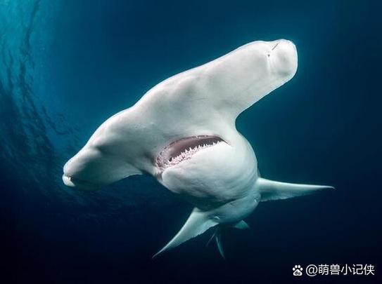 锤头鲨百度百科
