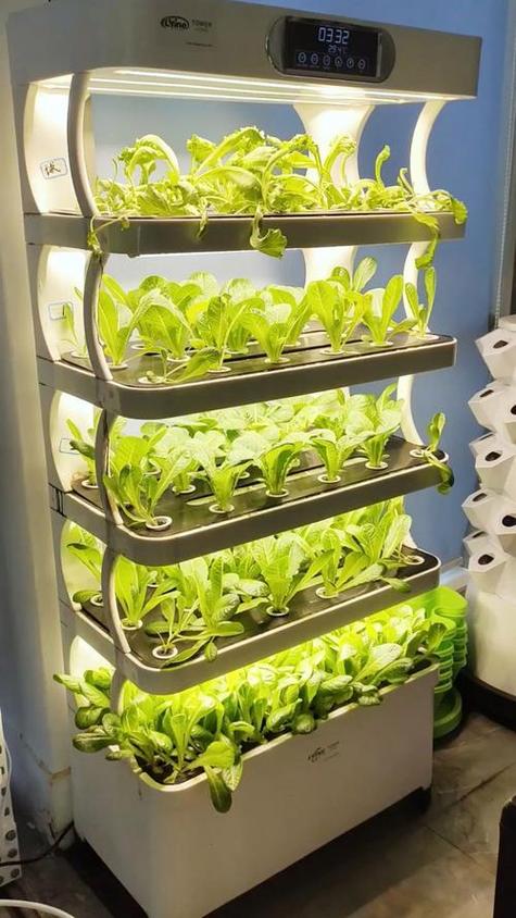 室内种植蔬菜方法大全