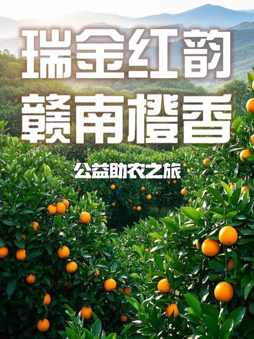 中国哪里的橙子最好吃