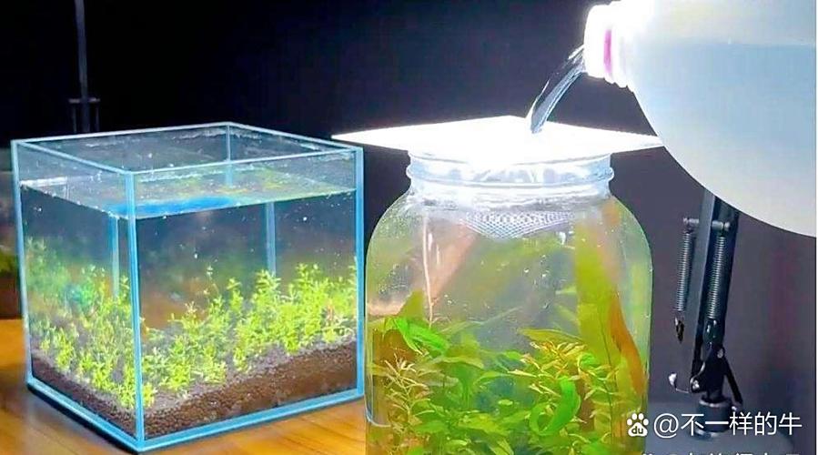 鱼缸水早上换还是晚上换