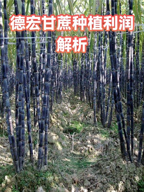 卖甘蔗的利润有多大缩略图