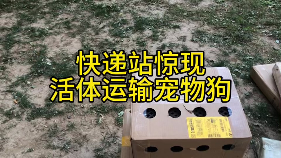 狗狗可以快递运回家吗