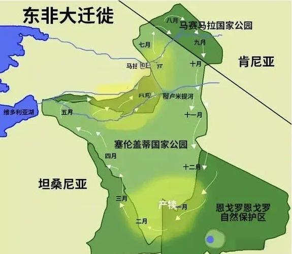 非洲safari是什么意思