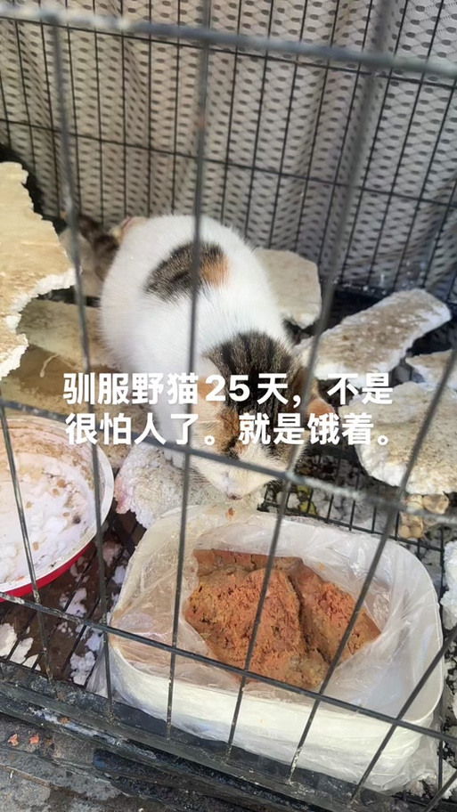 驯服野猫的目的是什么
