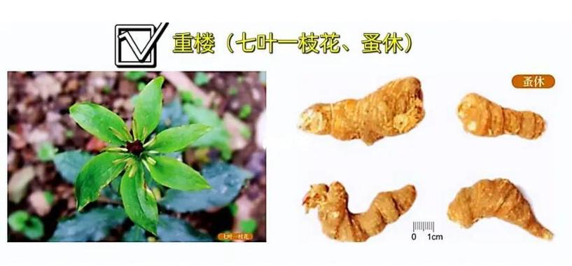 仙剑奇侠传名字为药材