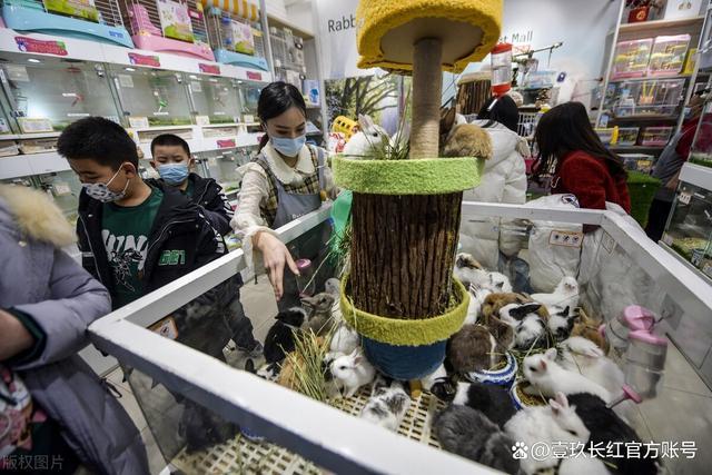 宠物行业有哪些生意可以做