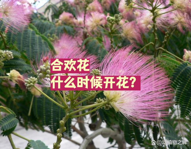 花花点点婚后欢愉