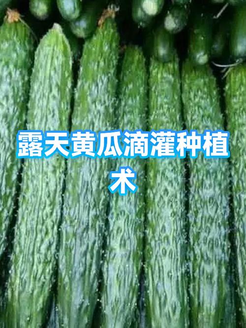 露天黄瓜种植技术视频缩略图