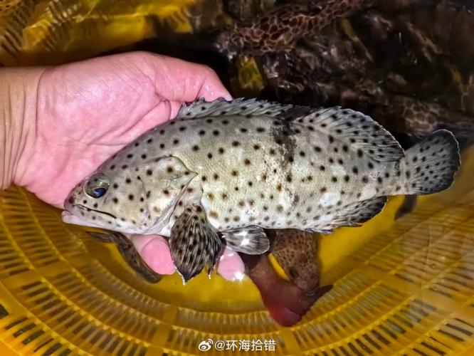 如何防止鱼身上长黑斑