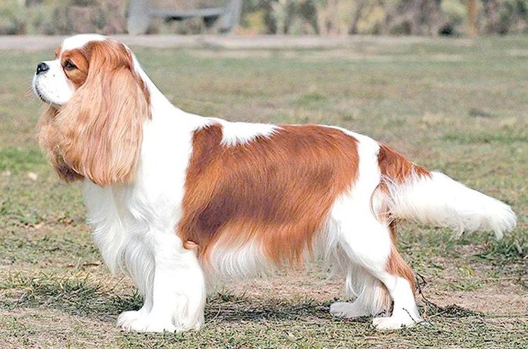 查尔斯犬图片