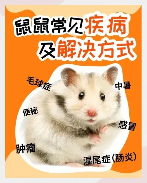 怎么判断仓鼠是不是感冒了