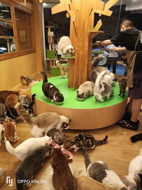 可以养很多猫的游戏
